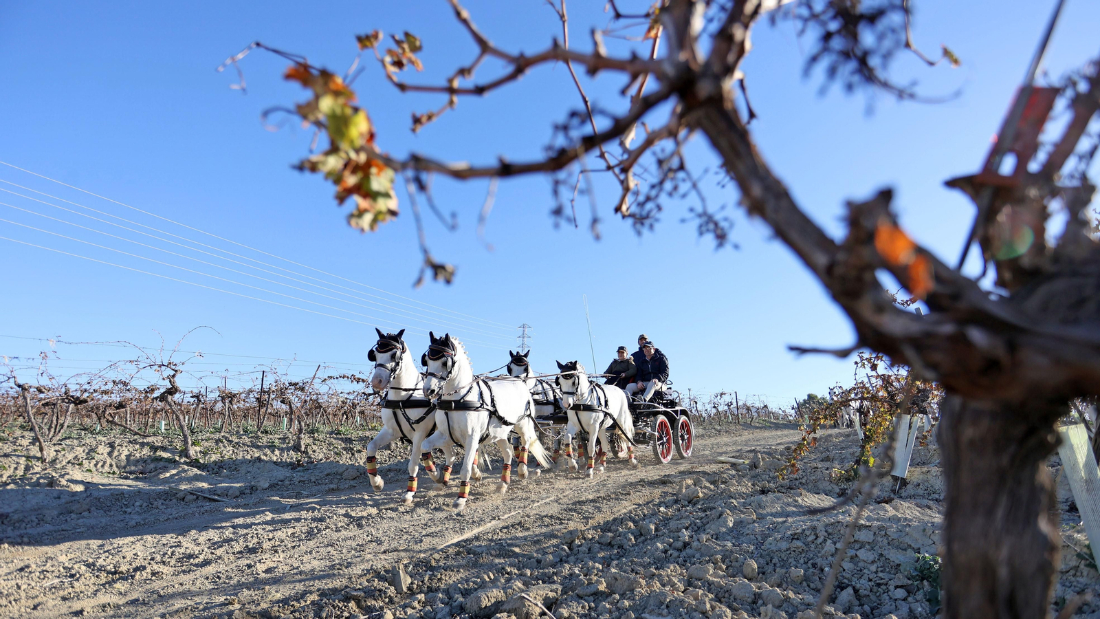II Ruta Viñas de Jerez