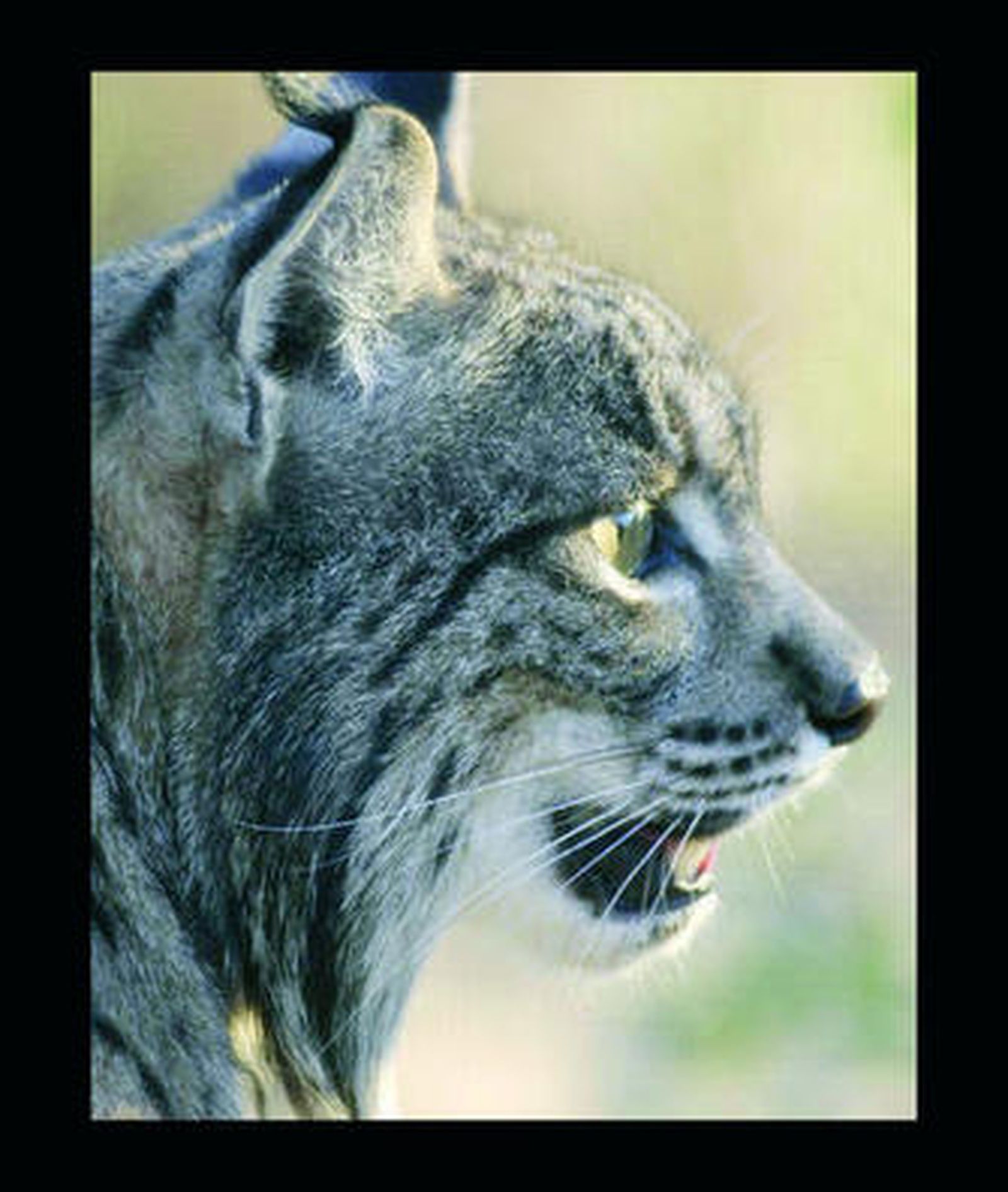 Saliega, junto a un cachorro de su primera camada en Doñana.