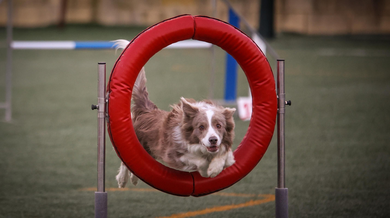Habilidad canina en la prueba puntuable para el Campeonato de España de 'Agility' celebrado en Jerez Espectaculares las pruebas de disciplina canina puntuables para el Campeonato de España de Agility