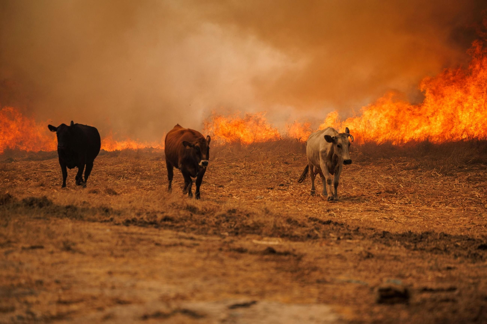 Incendios en Portugal