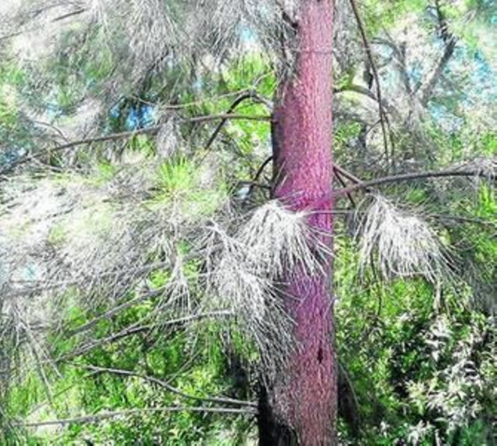 Ejemplar de la Causarina, en el jardín botánico de La Concepción.