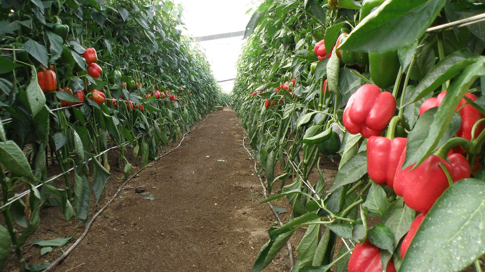 Vista parcial de un invernadero nijareño dedicado al cultivo del pimiento.