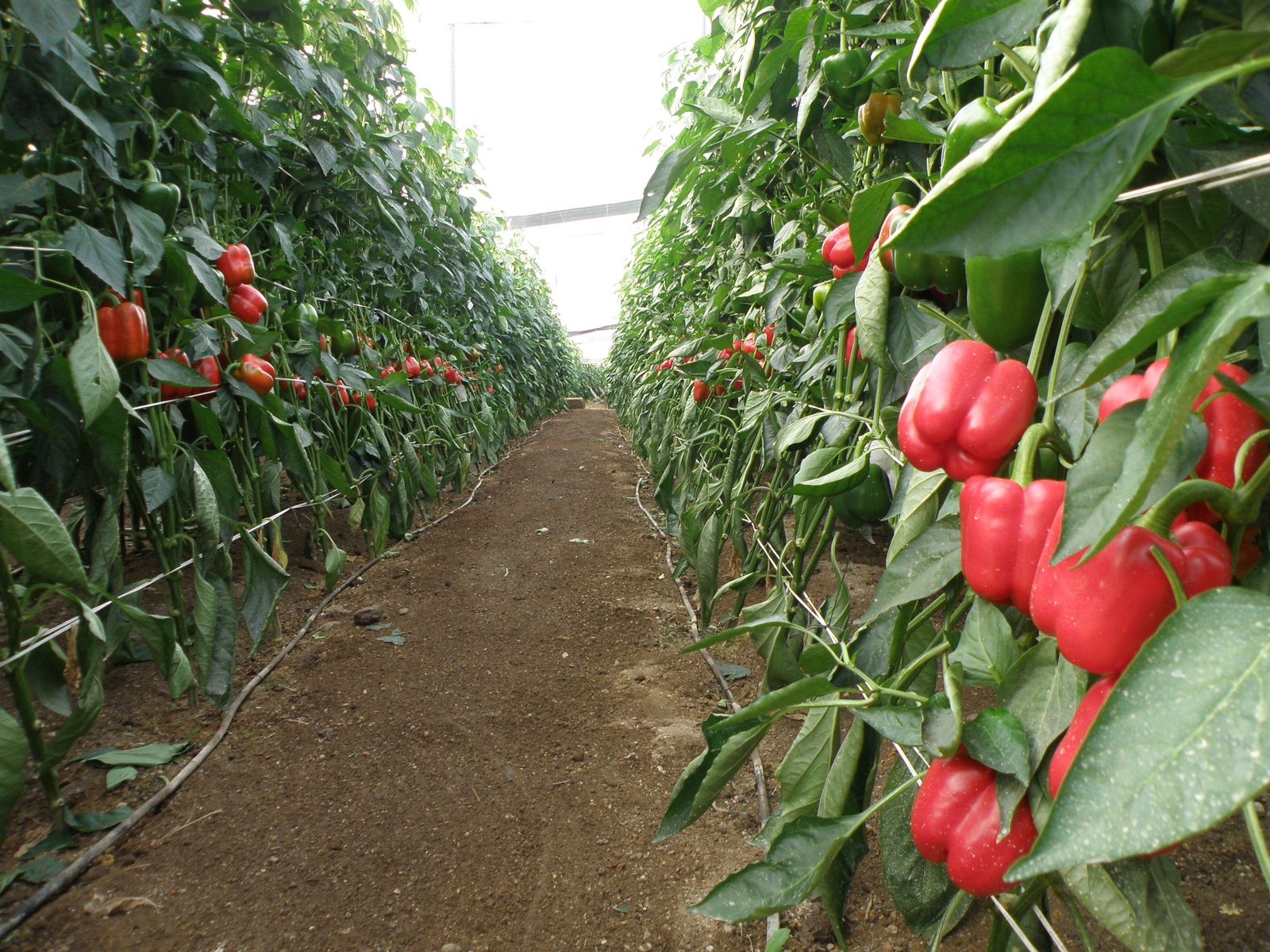 Vista parcial de un invernadero nijareño dedicado al cultivo del pimiento.