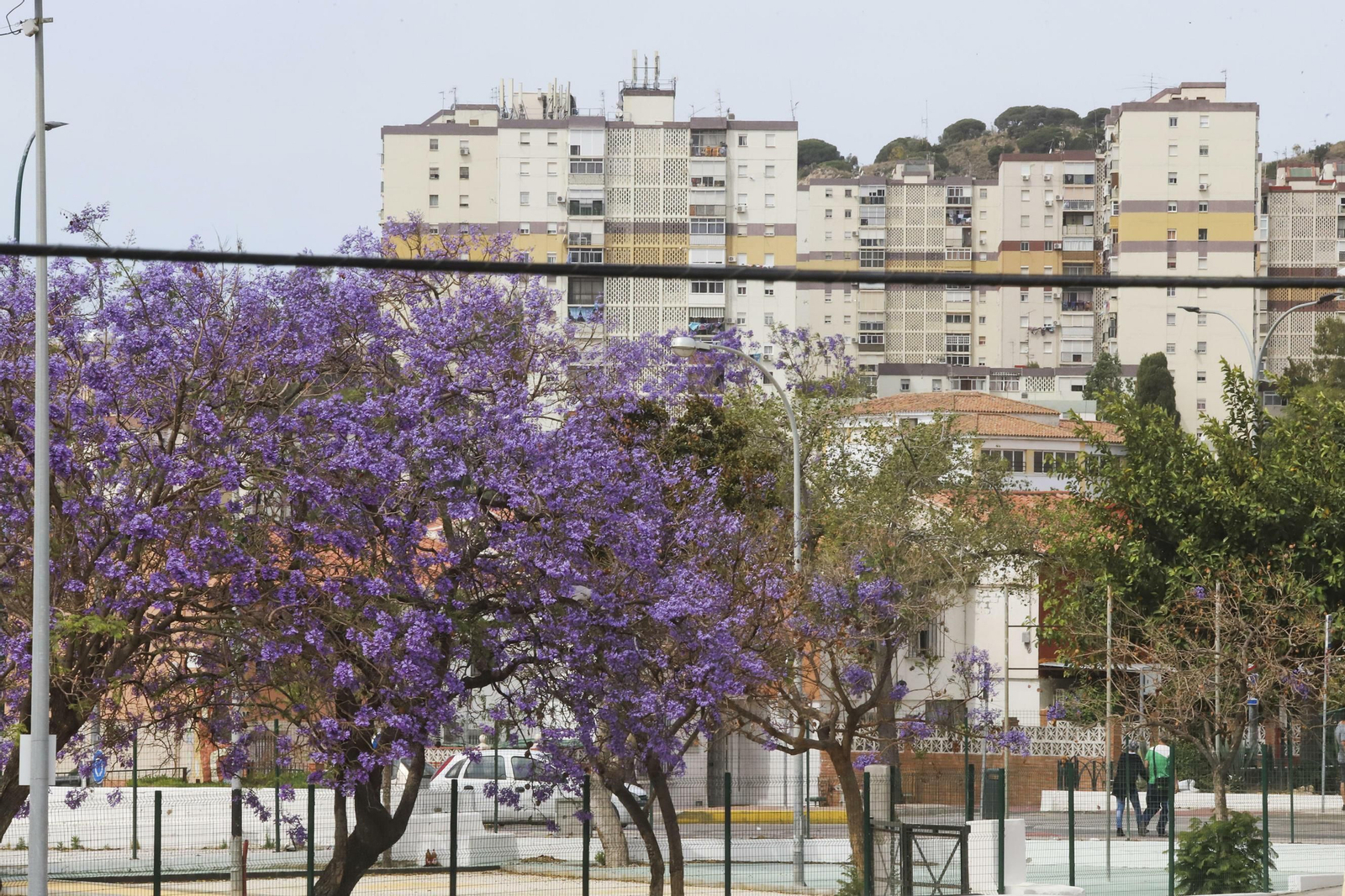 Las fotos del distrito Palma-Palmilla