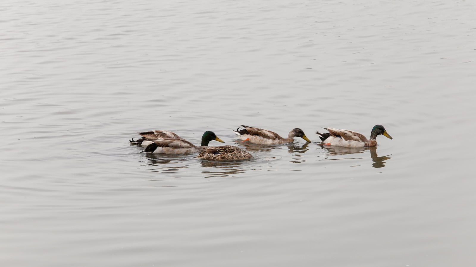 Un paseo por la ribera del Río Palmones, en imágenes