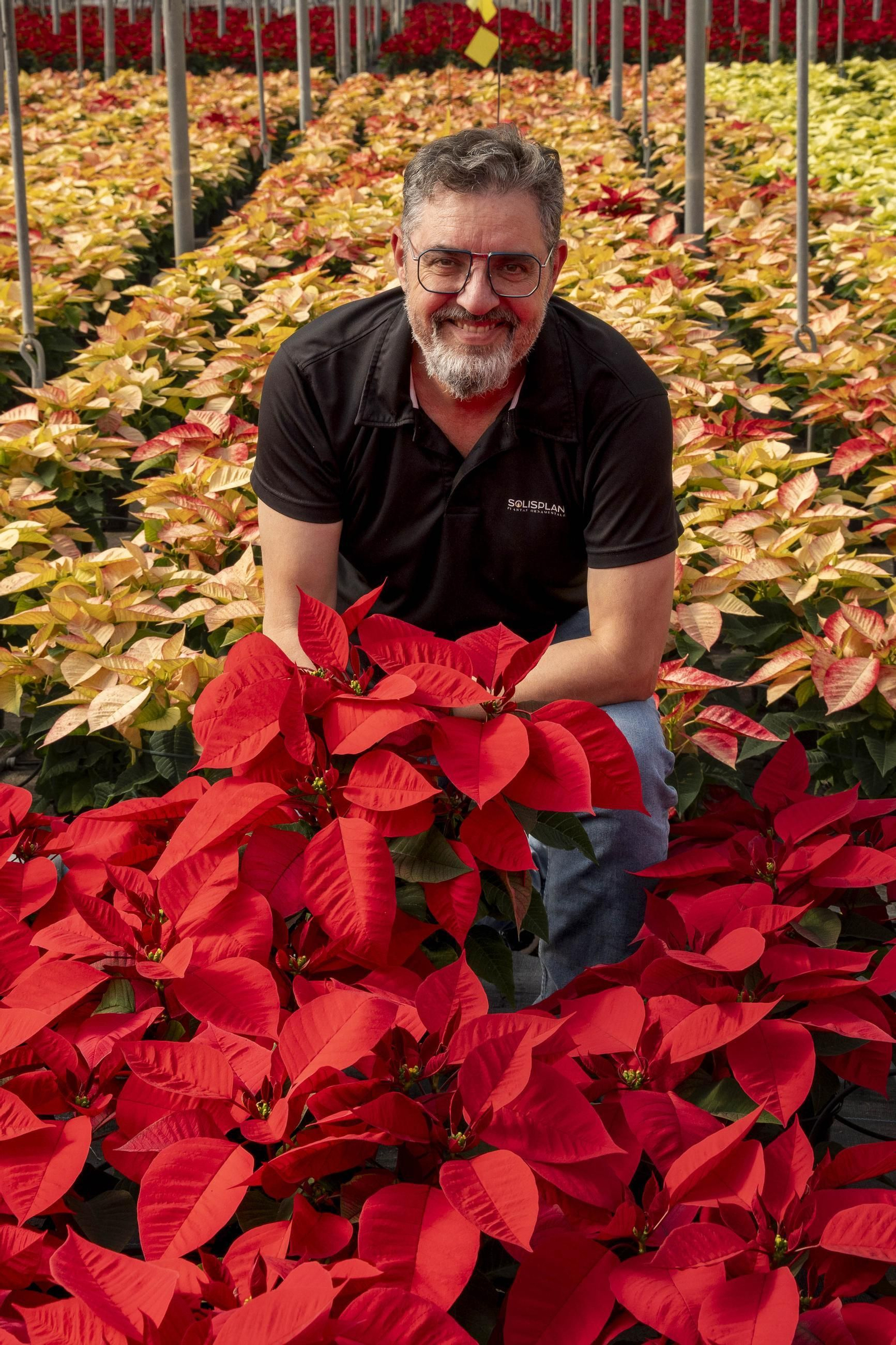 Así son las flores de pascua de SolísPlant, en imágenes