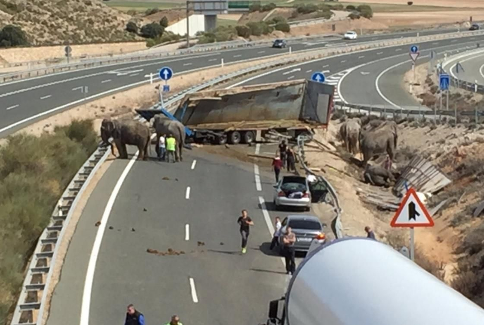 Varios elefantes cortan la A-30 tras un accidente del camión que los transportaba.