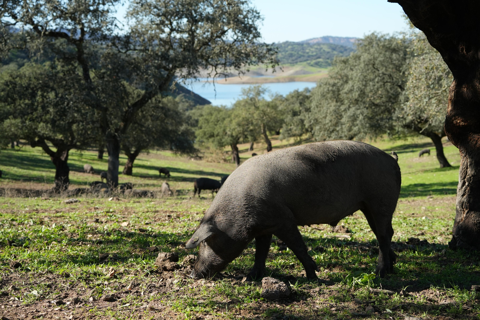 Jamones Alcázar: el auténtico jamón jamón que siempre sale bueno
