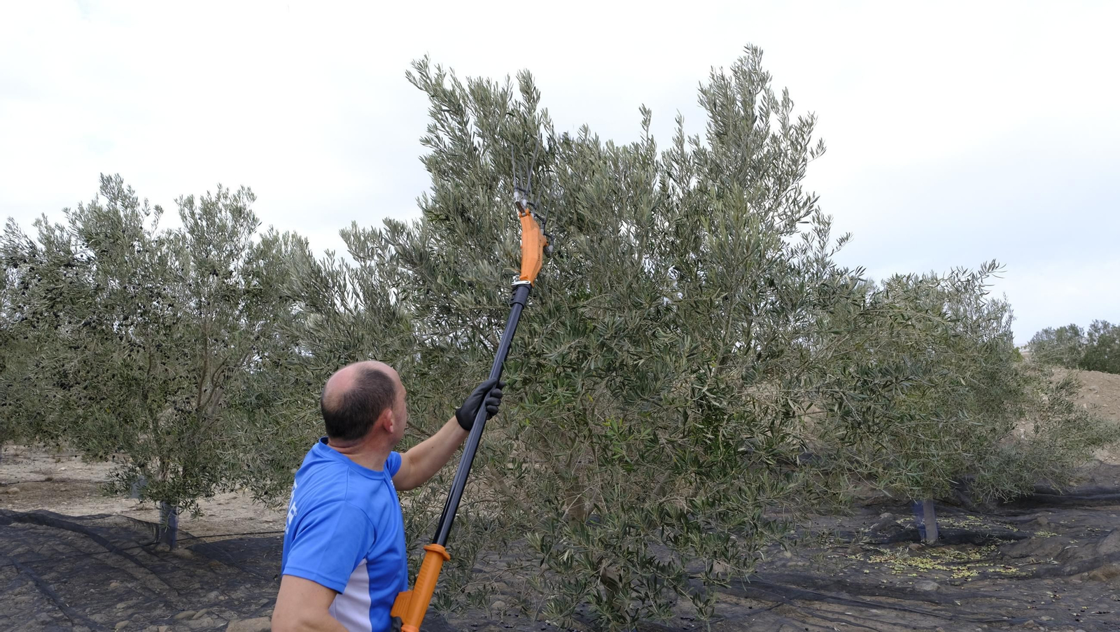 Época de recogida de aceitunas, en imágenes