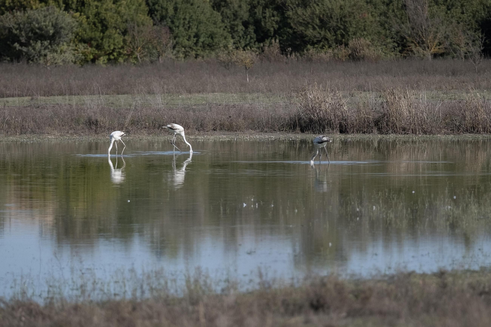 Laguna de Fuente de Piedra tras las lluvias, en fotos