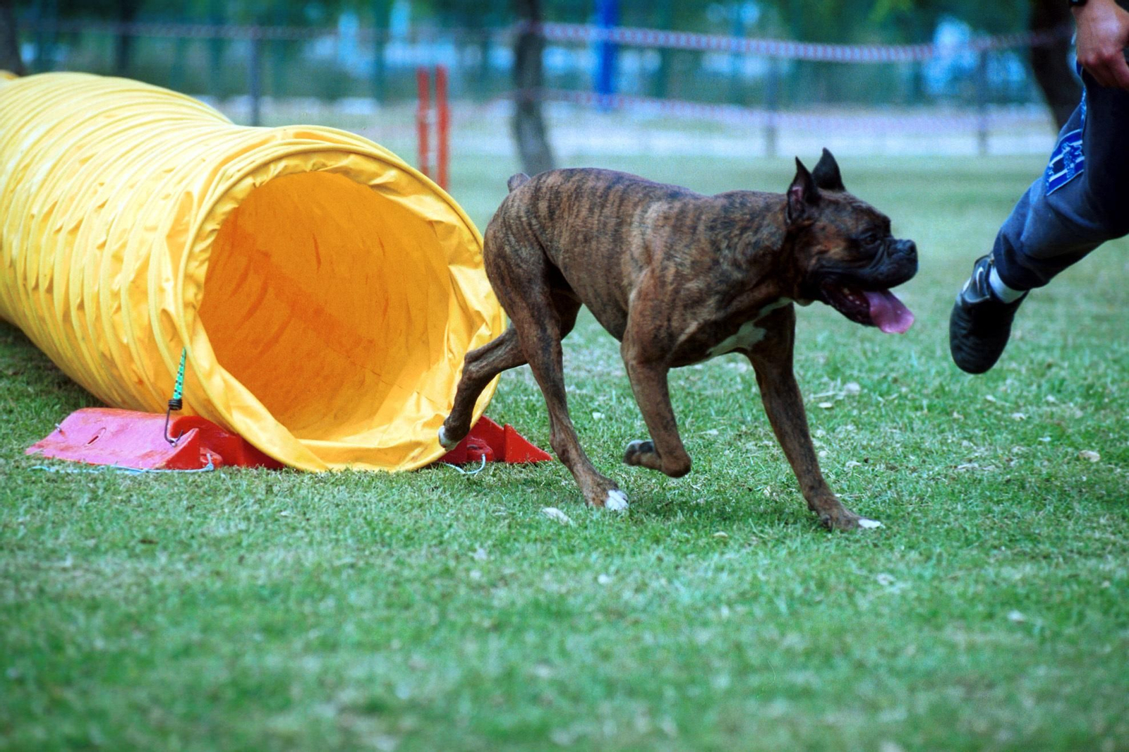 Un perro juega libremente en un parque de Sevilla