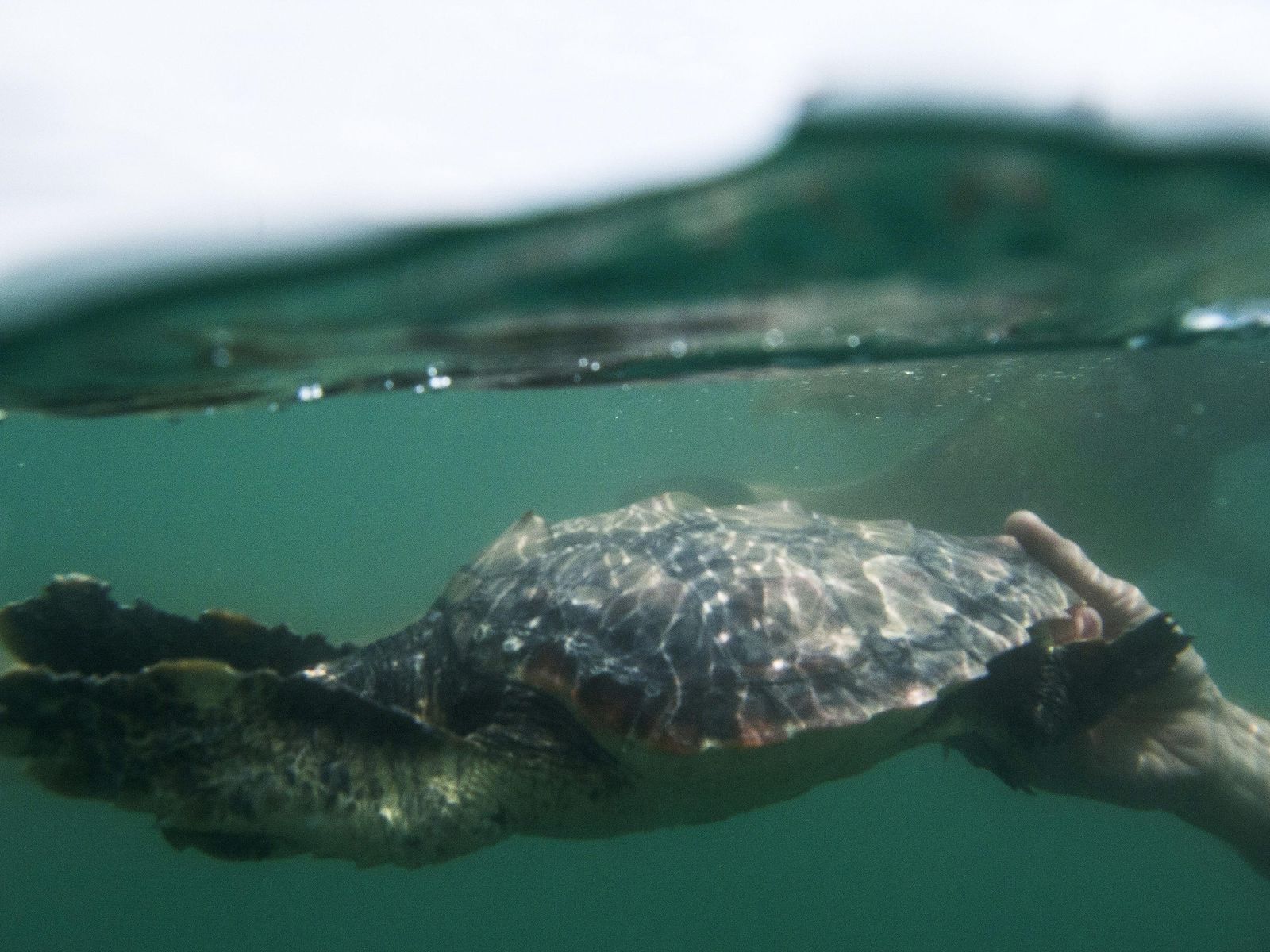 Buena parte de las tortugas catalogadas en el Mar de Alborán están en peligro de extinción.