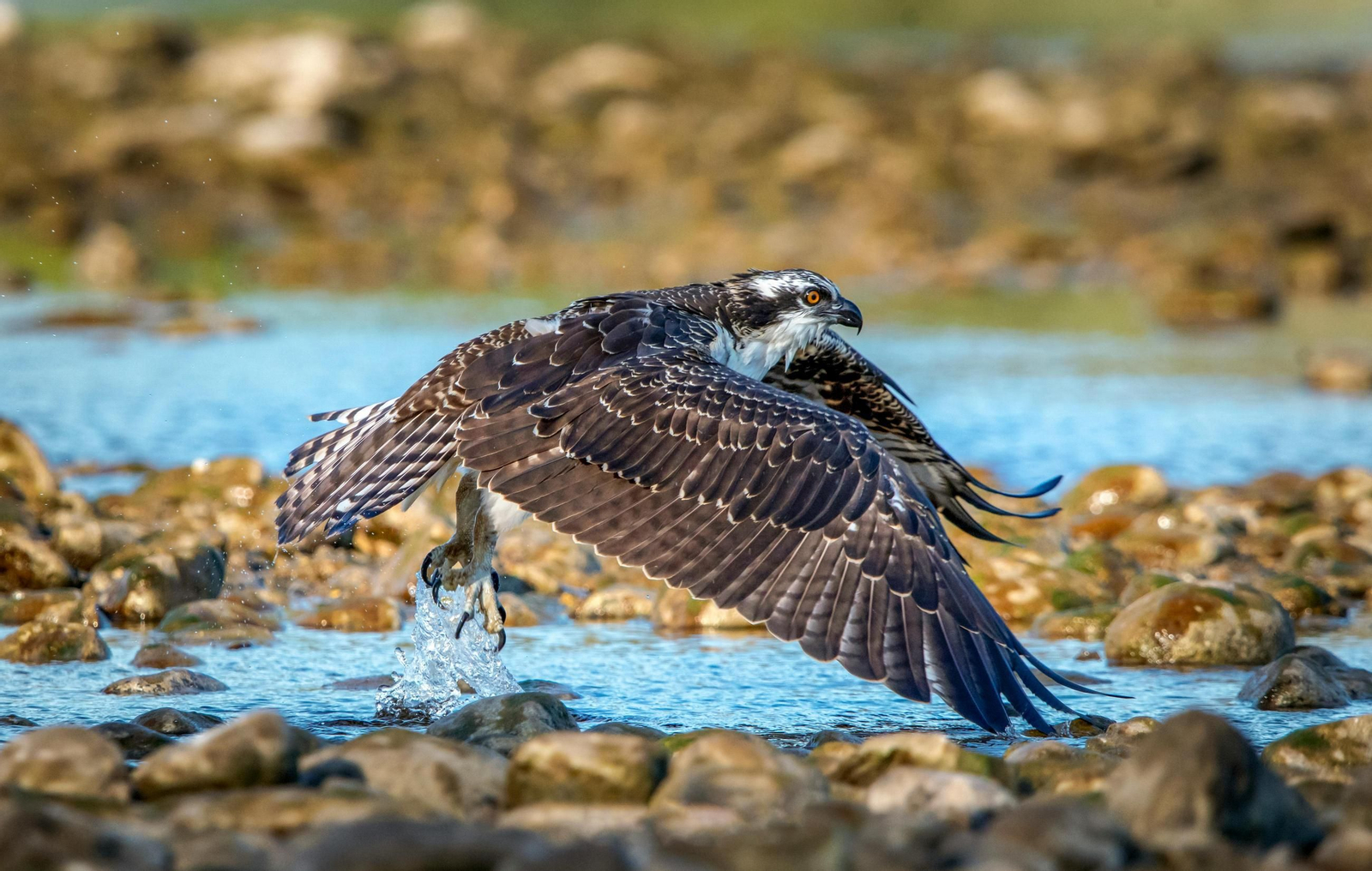 Un ejemplar de águila pescadora.