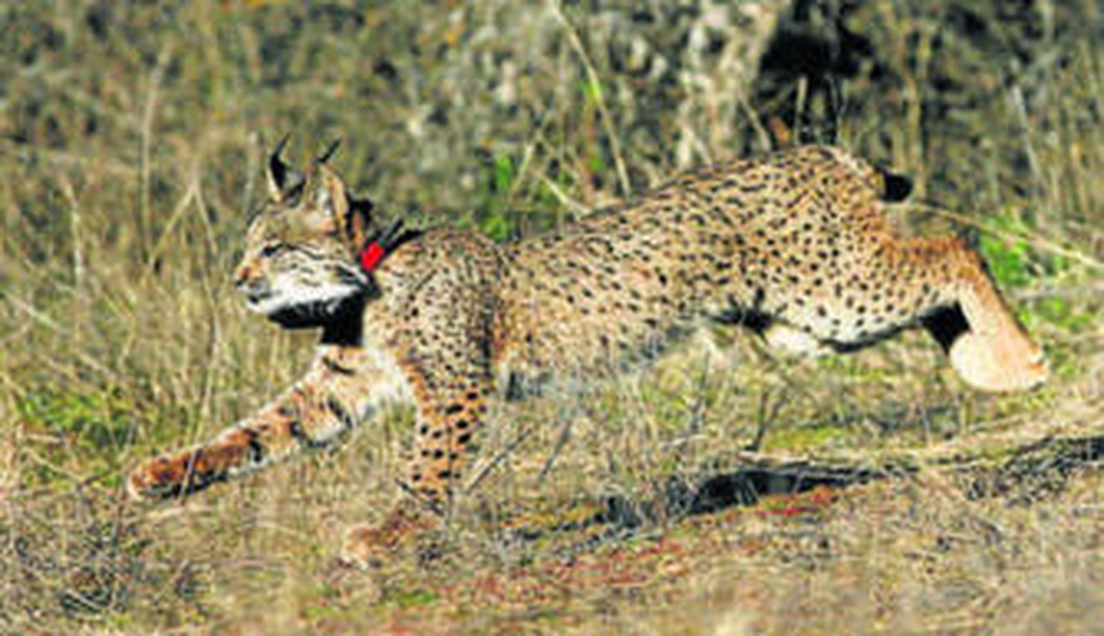 Unos de los linces liberados en el Guadalmellato.