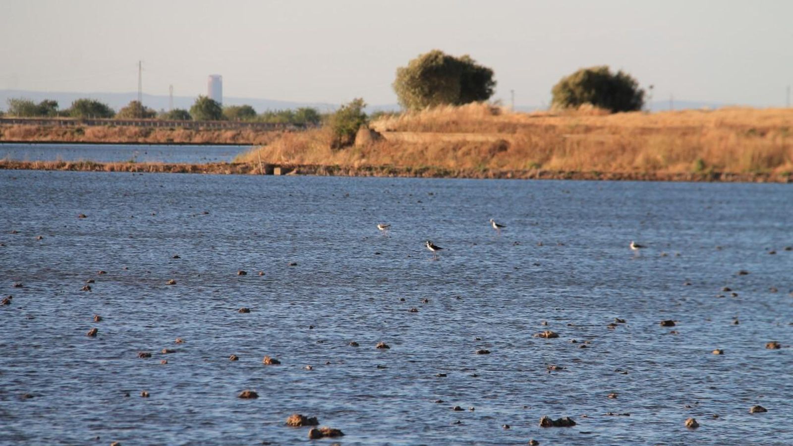 El humedal del Brazo del Este, en la zona Norte, en el término de Coria en su estado habitual.