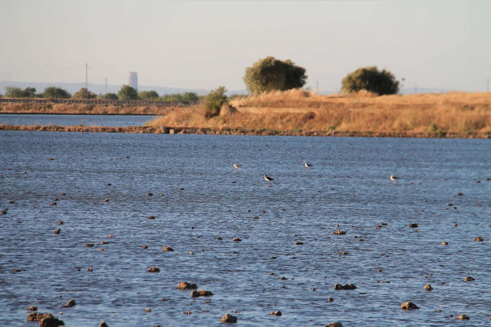 El humedal del Brazo del Este, en la zona Norte, en el término de Coria en su estado habitual.