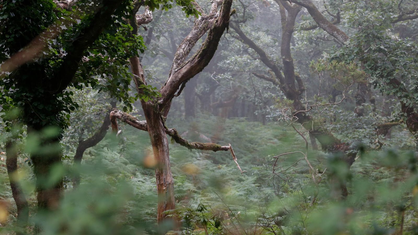 El Bosque de Niebla.