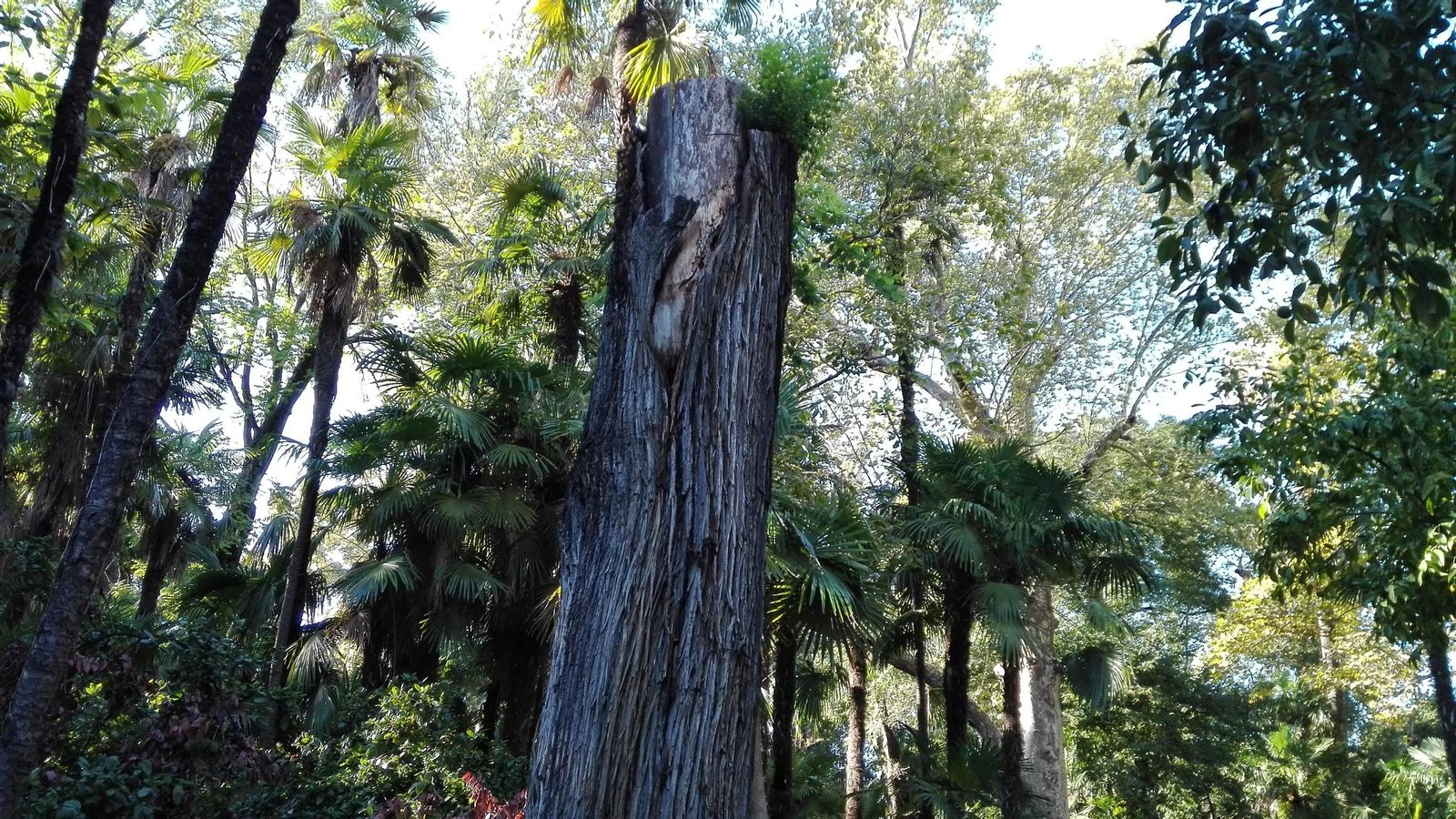 Tronco cortado en el Parque de María Luisa.