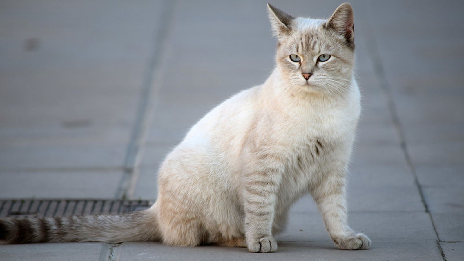 Uno de los gatos de la colonia.