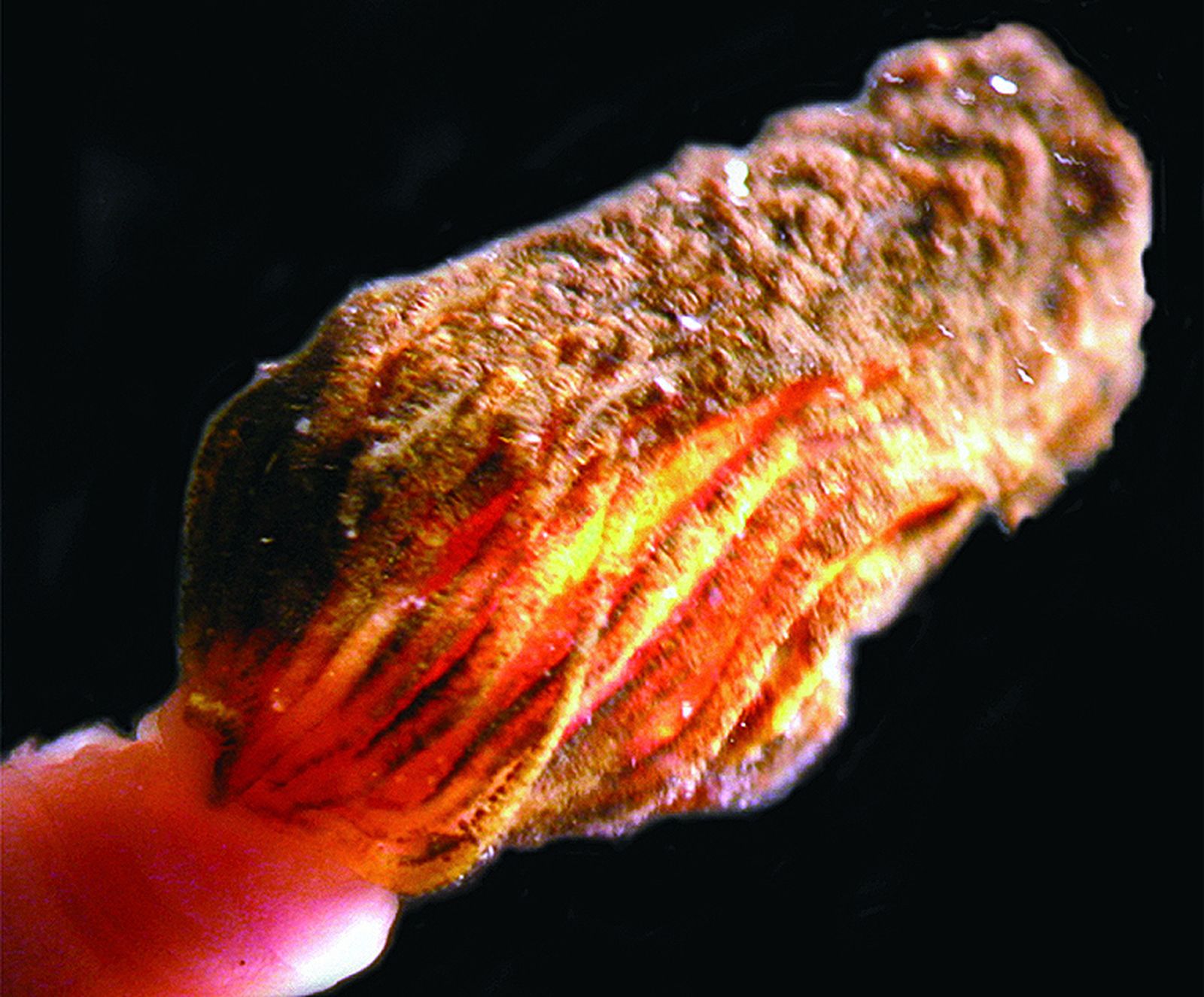 Imagen de archivo de un gusano marino.