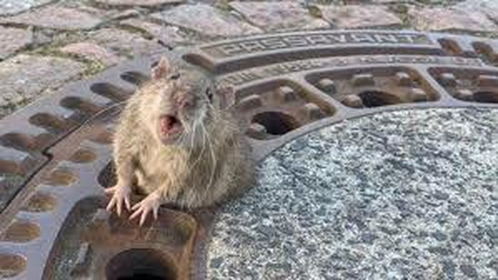 Imagen de la rata salvada por los bomberos alemanes.