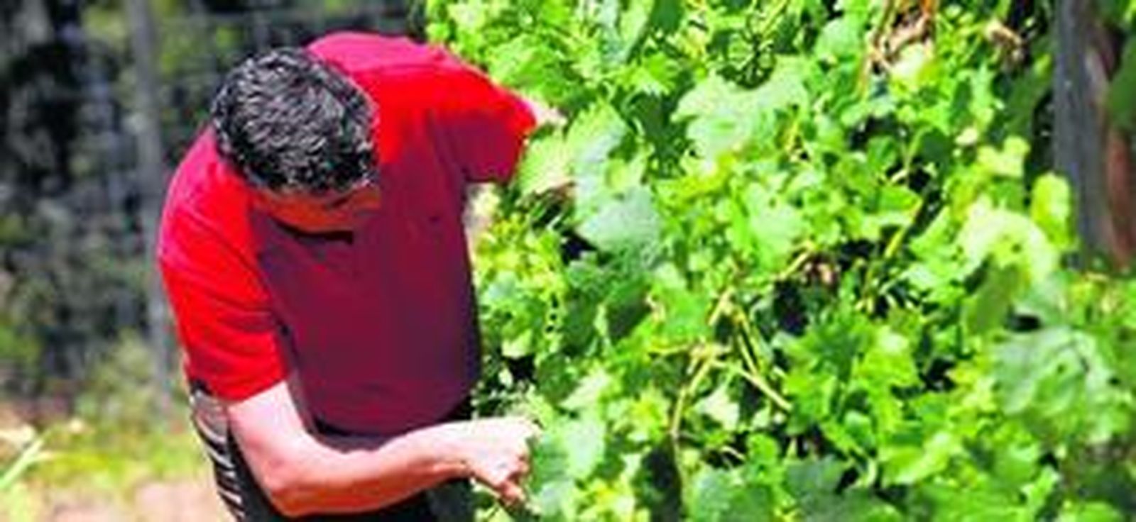 Becerra inspecciona la calidad de la plantación, ubicada en uno de los puntos más elevados de la provincia de Huelva.