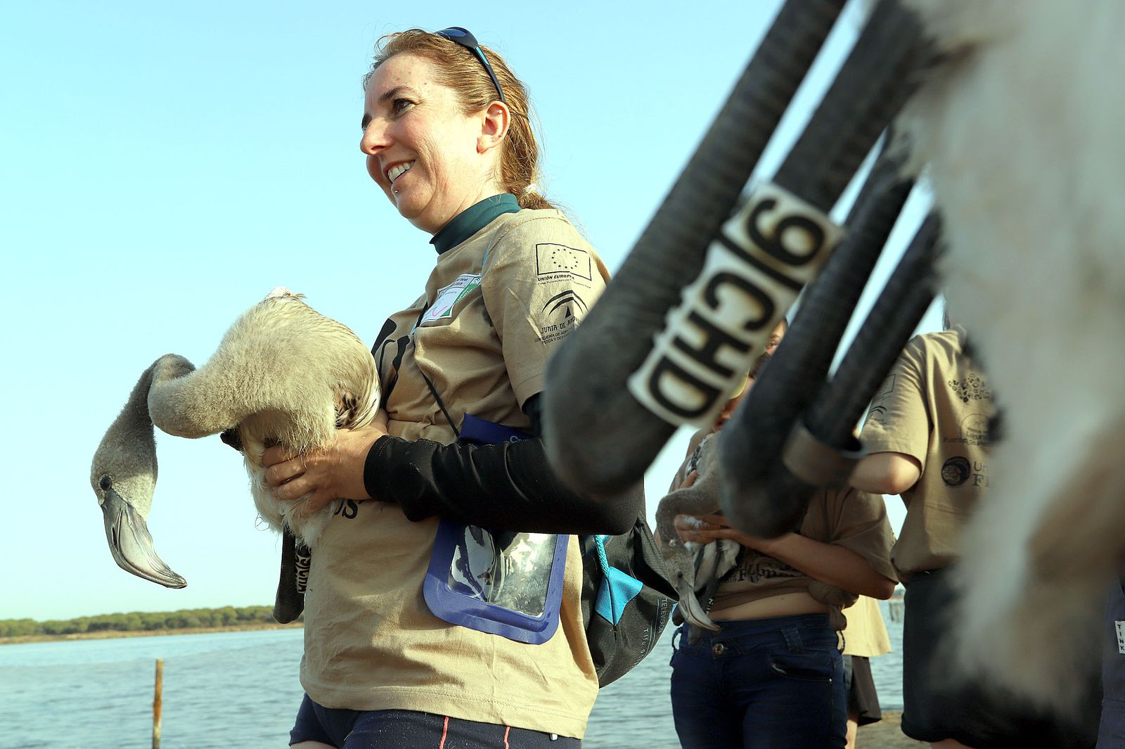 Imágenes del anillamiento de Flamencos en Marismas del Odiel