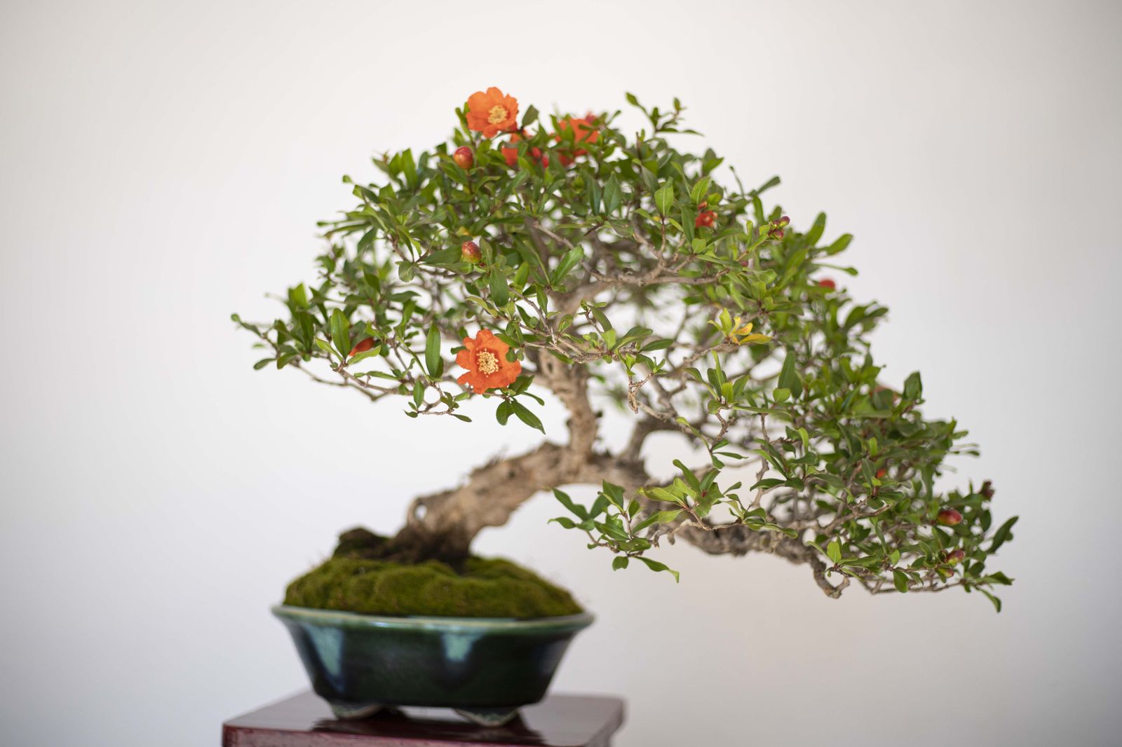 La Exposición de Bonsái de Primavera de Córdoba, en fotografías