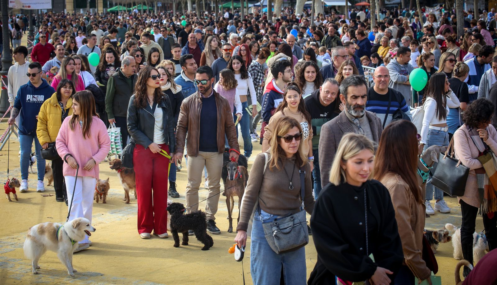 Fiesta de san Antón 2024 en Jerez