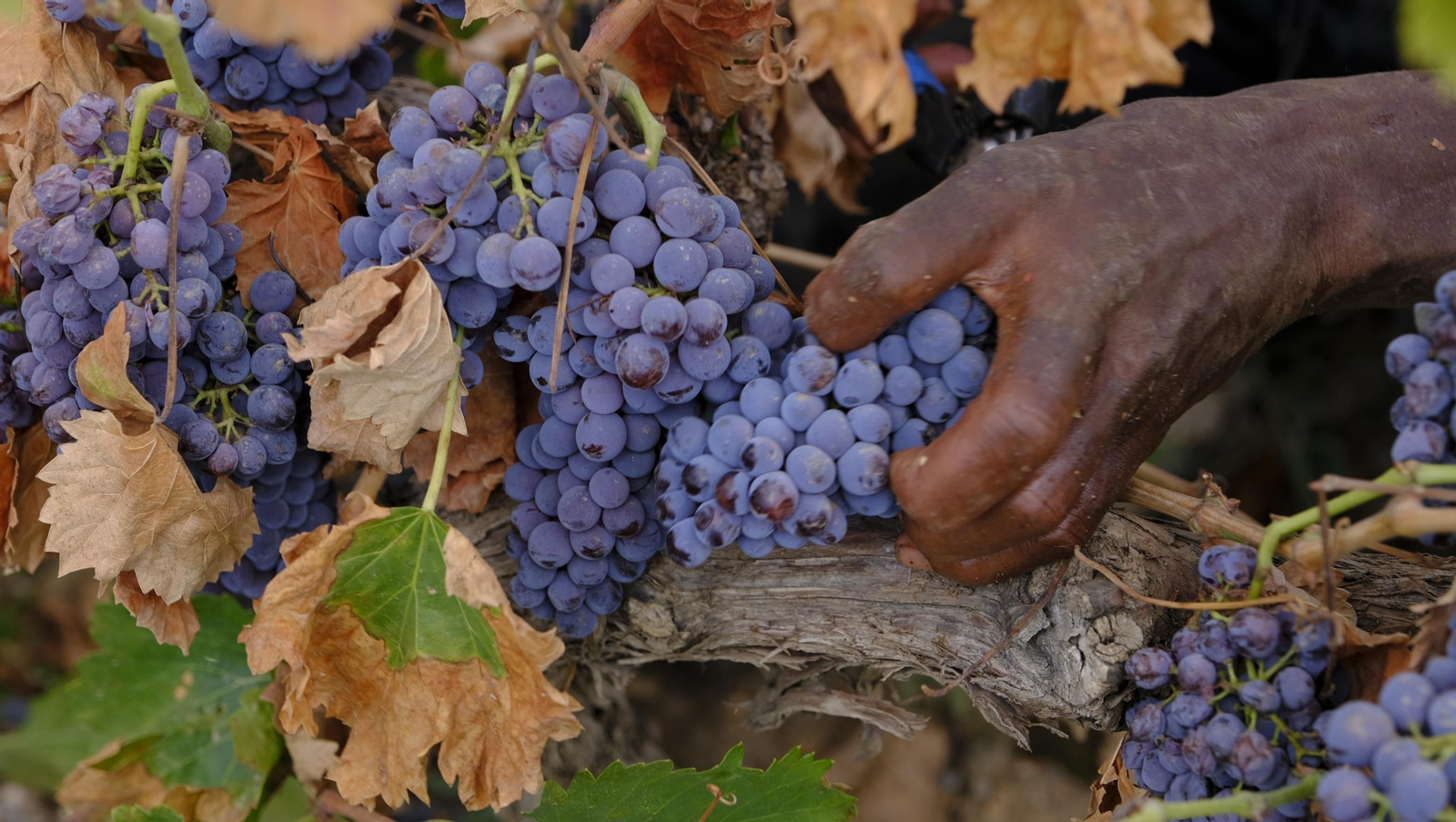 Llega la vendimia a las Bodegas Perfer, en Uleila del Campo