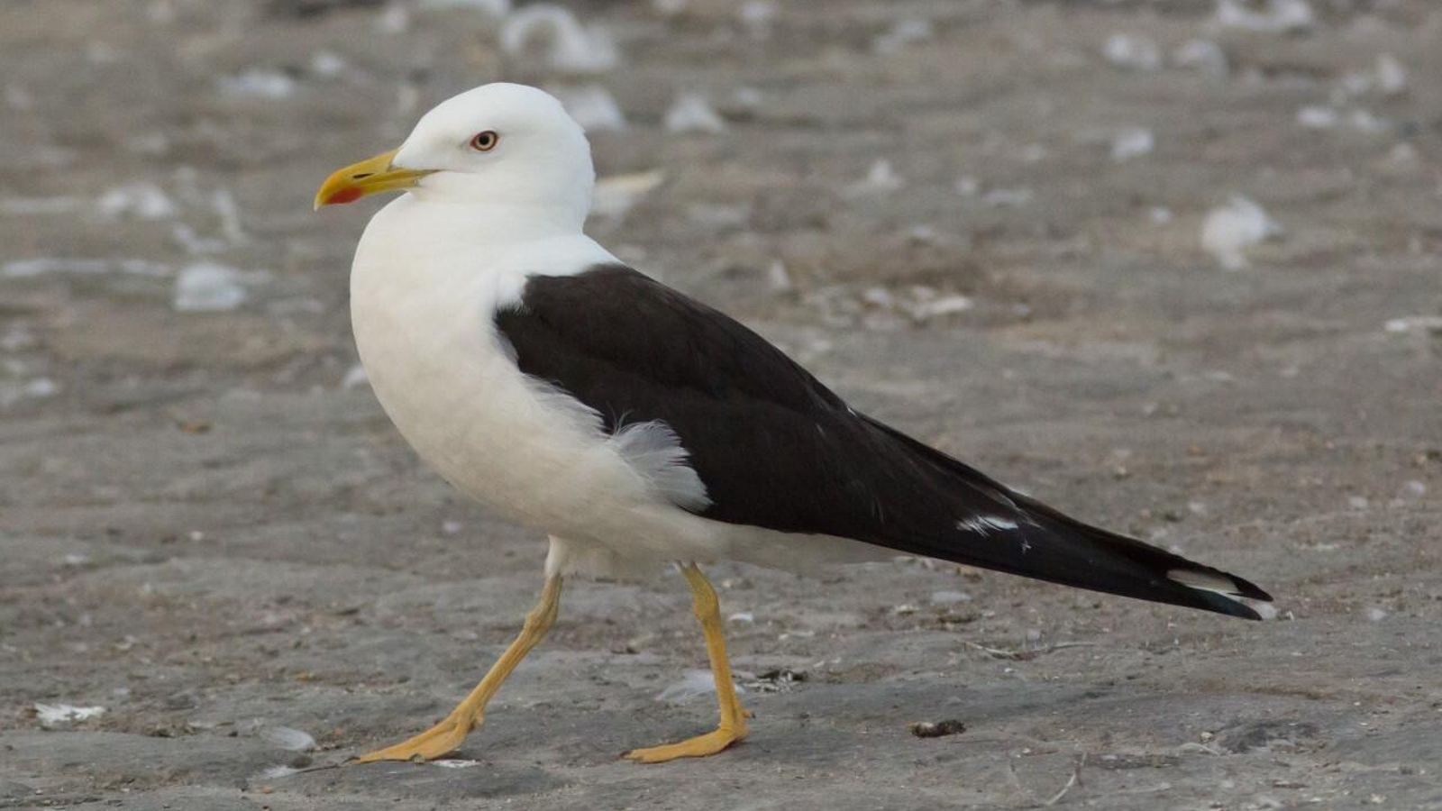 La “elegante” Gaviota del Báltico.