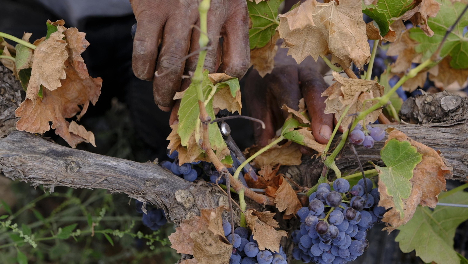 Llega la vendimia a las Bodegas Perfer, en Uleila del Campo