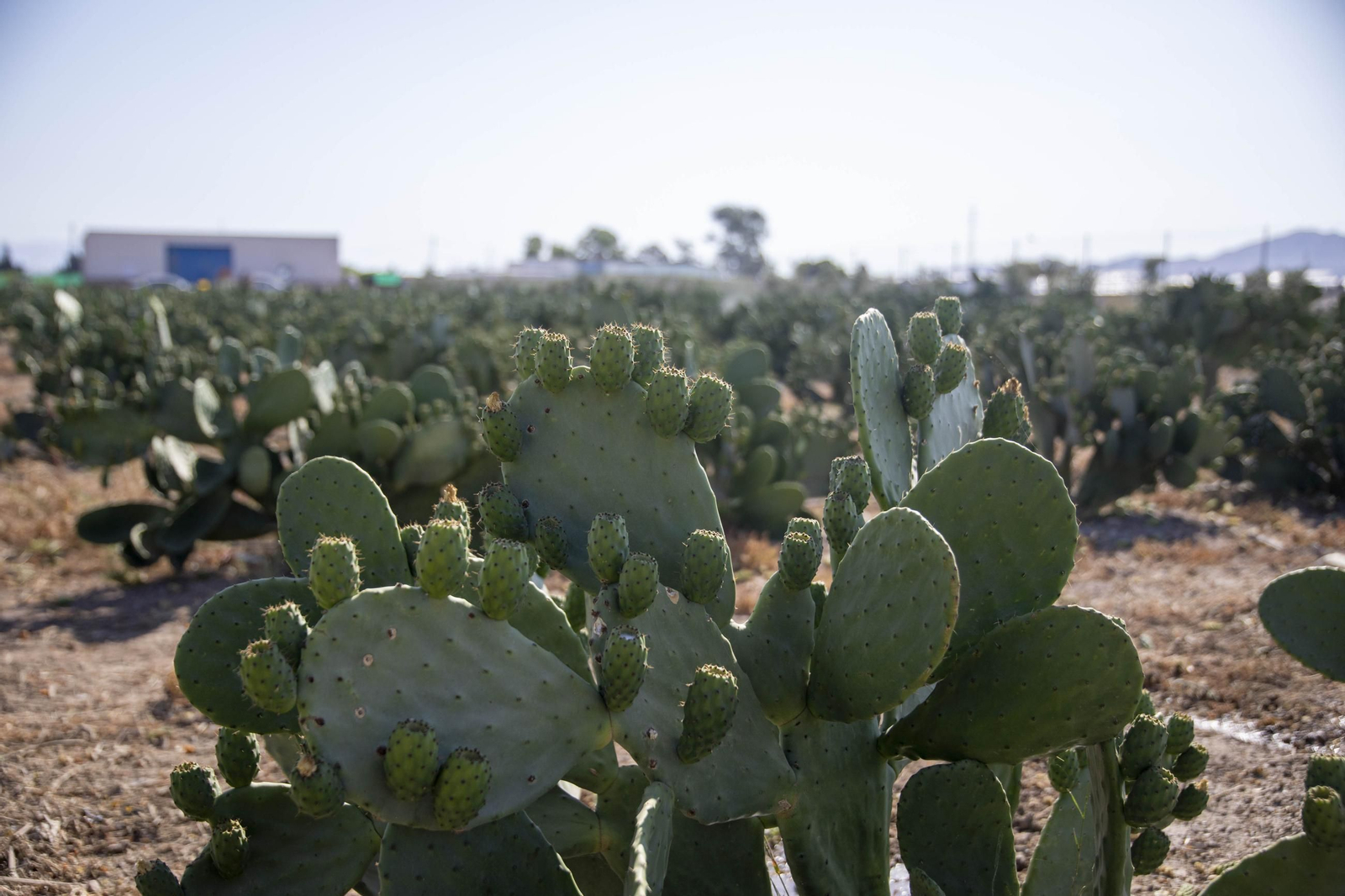 Plantación de chumbos de Níjar