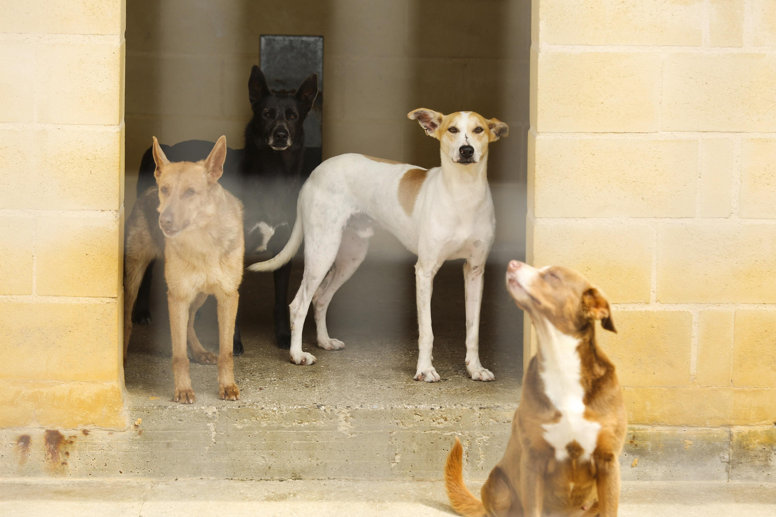 Las fotos de los animales de la Protectora de Málaga Las fotos de los animales de la Protectora de Málaga