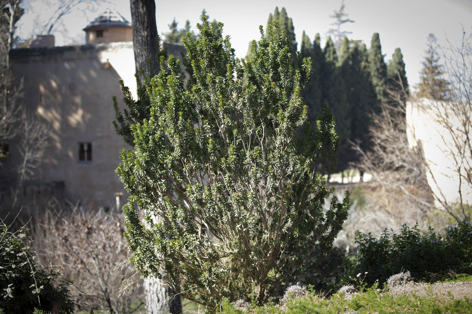 La Alhambra en flor...de invierno: las imágenes
