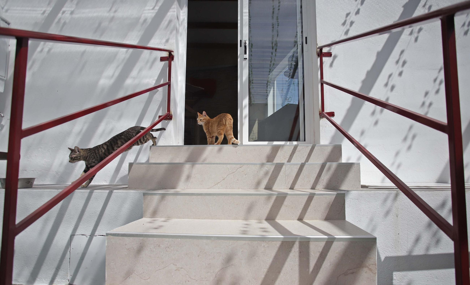 Fotos de Kitty Cat, la cafetería - refugio de gatos en La Línea