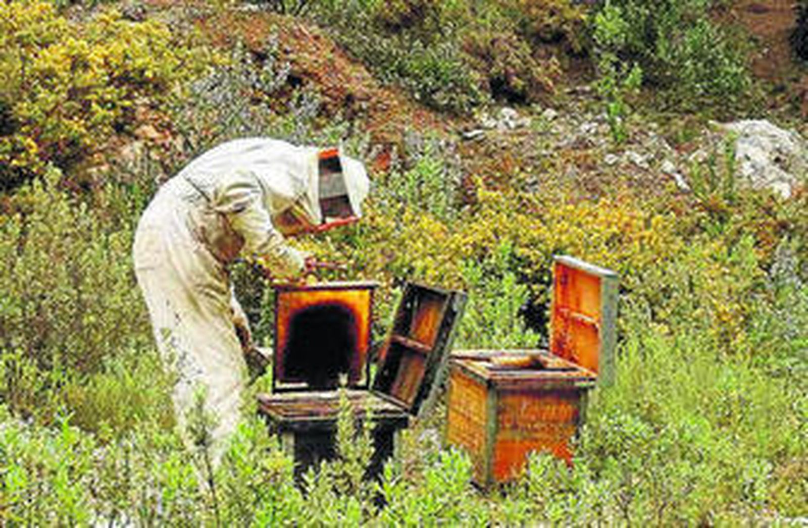 Un apicultor recogiendo la miel de sus colmenas.
