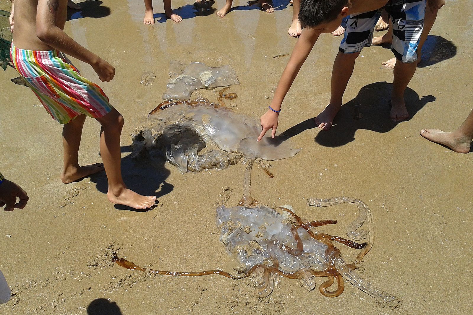 Varias medusas, en la orilla de la playa en temporadas pasadas.