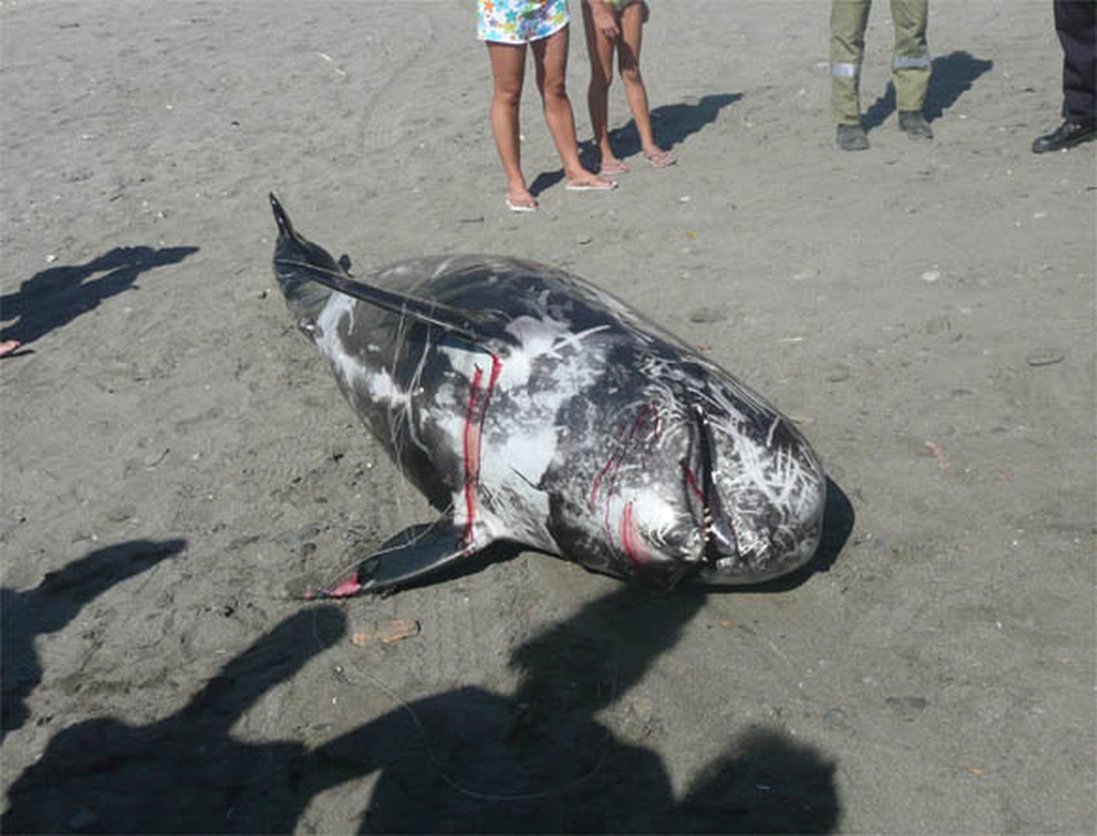 Aparece el cadáver de un calderón de cuatro metros en Playa Granada