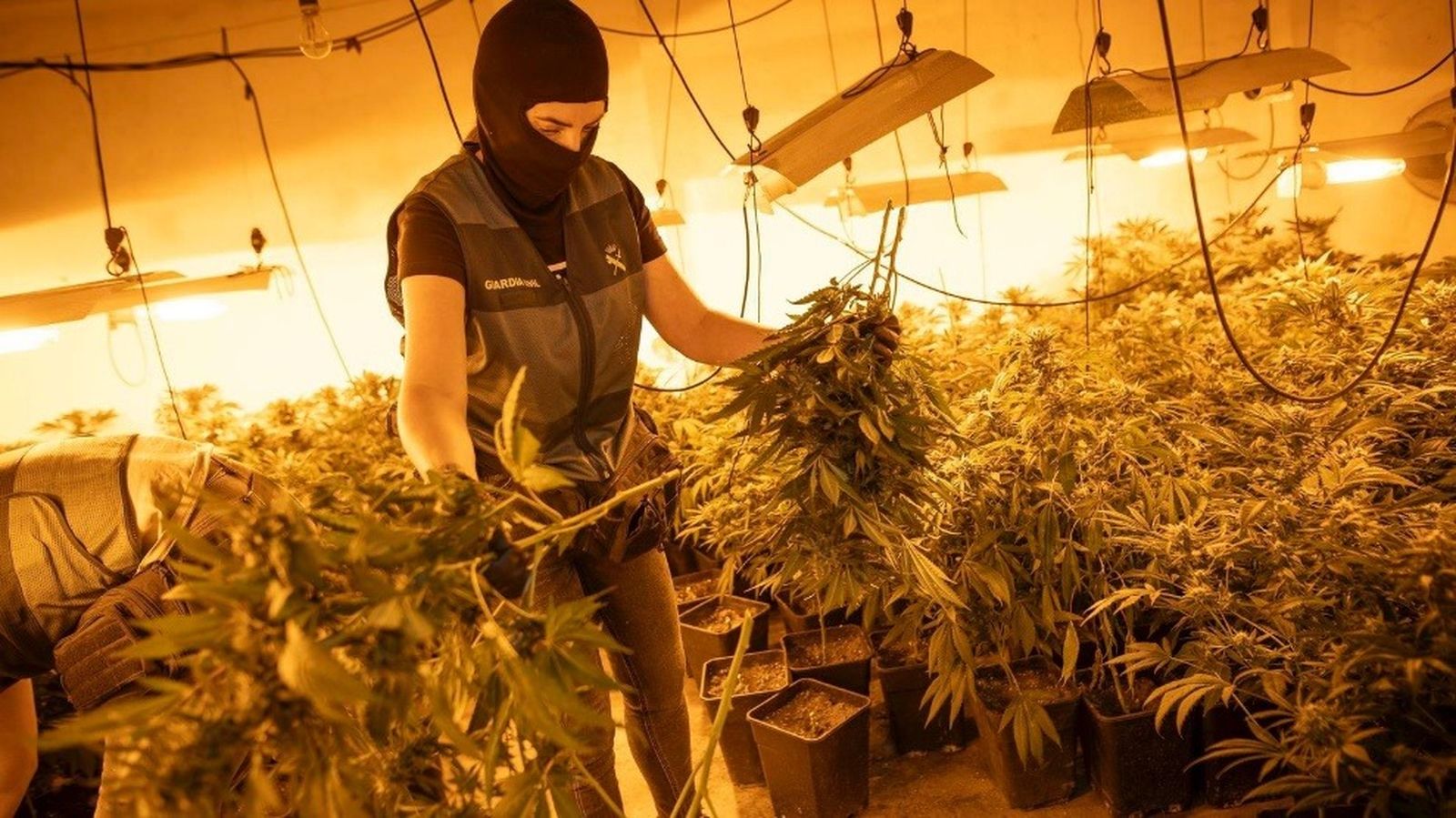 La Guardia Civil interviene 1.200 plantas de marihuana en Pinos Puente