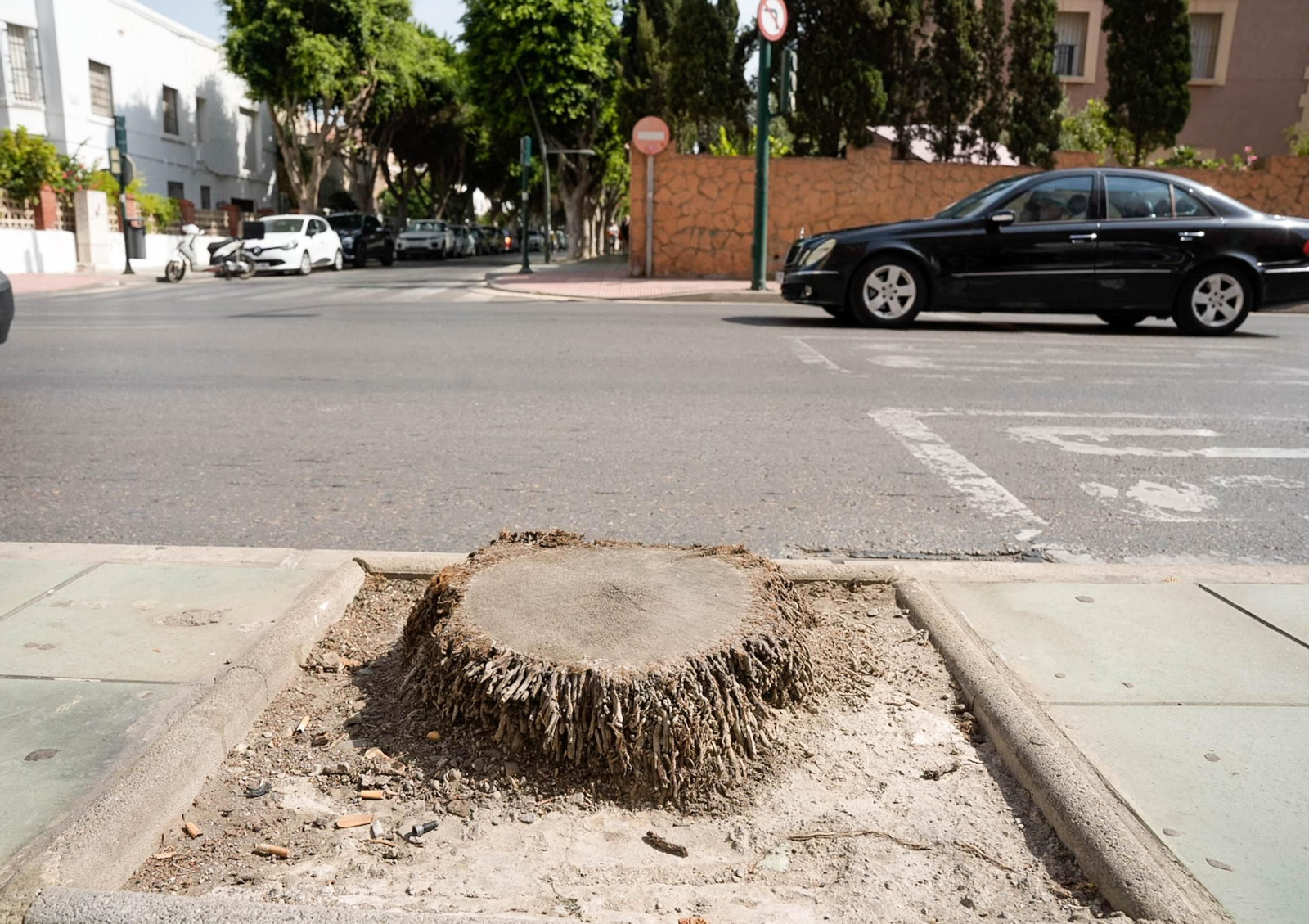 Completan la tala de palmeras de la avenida Cabo de Gata