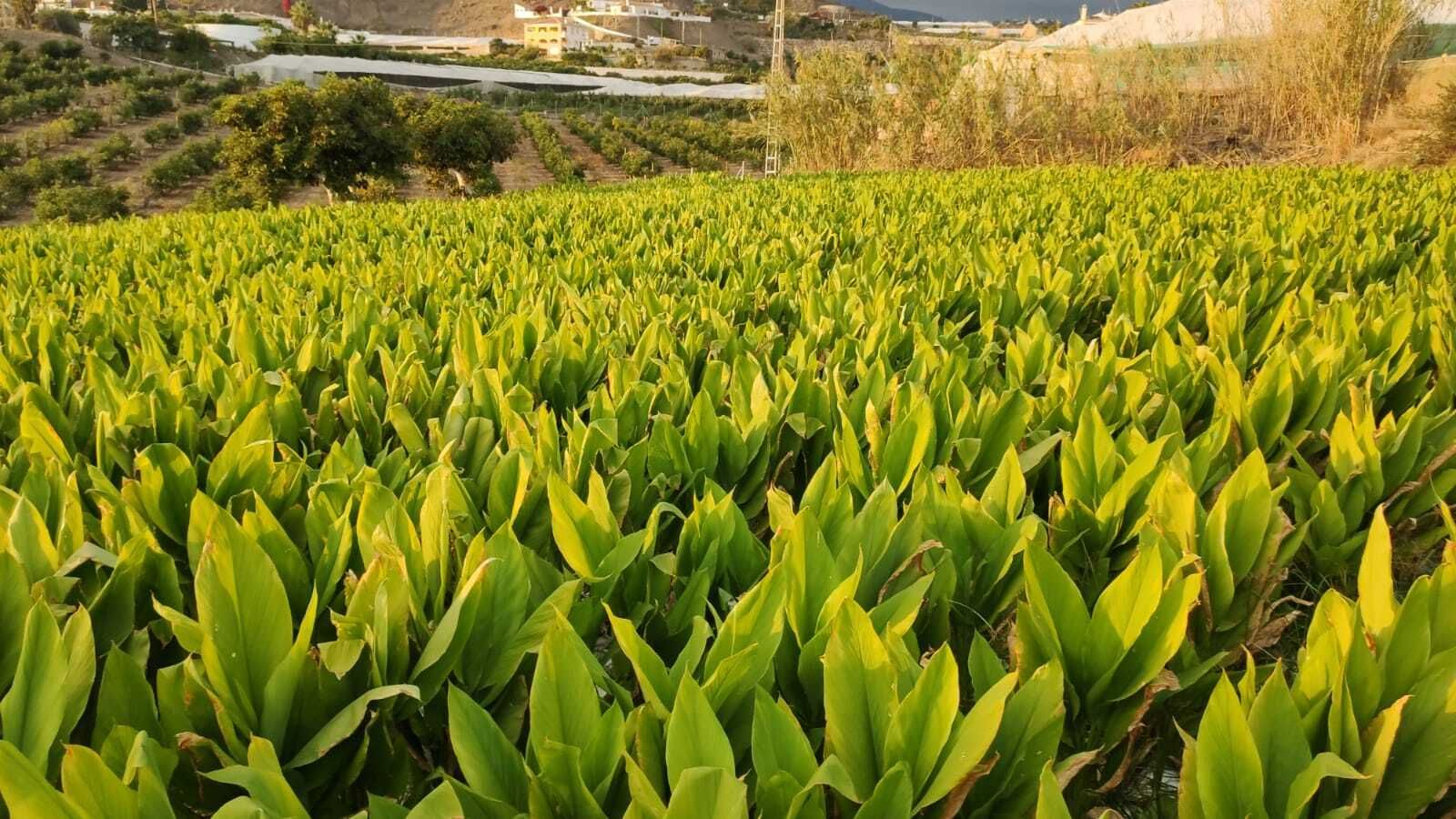 Cultivo de la cúrcuma orgánica en Torrox