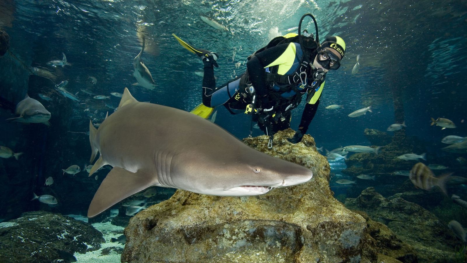 Sumergirse entre tiburones en Barcelona.