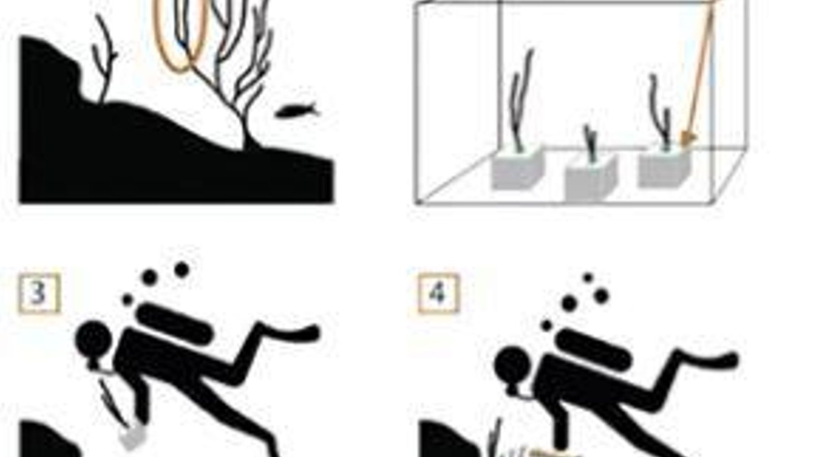 Esquema del protocolo de restauración.