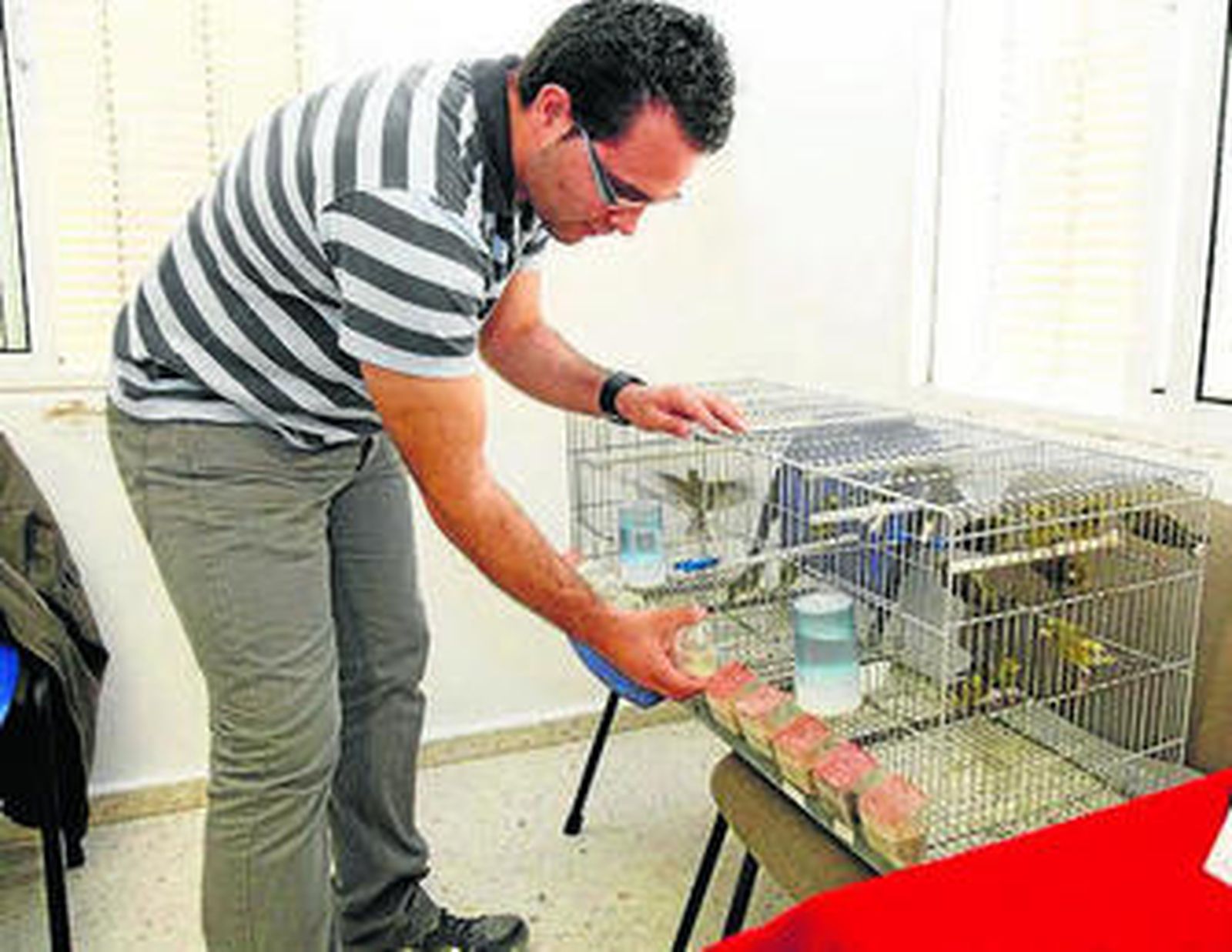 Canto de tenor cuando abre el pico