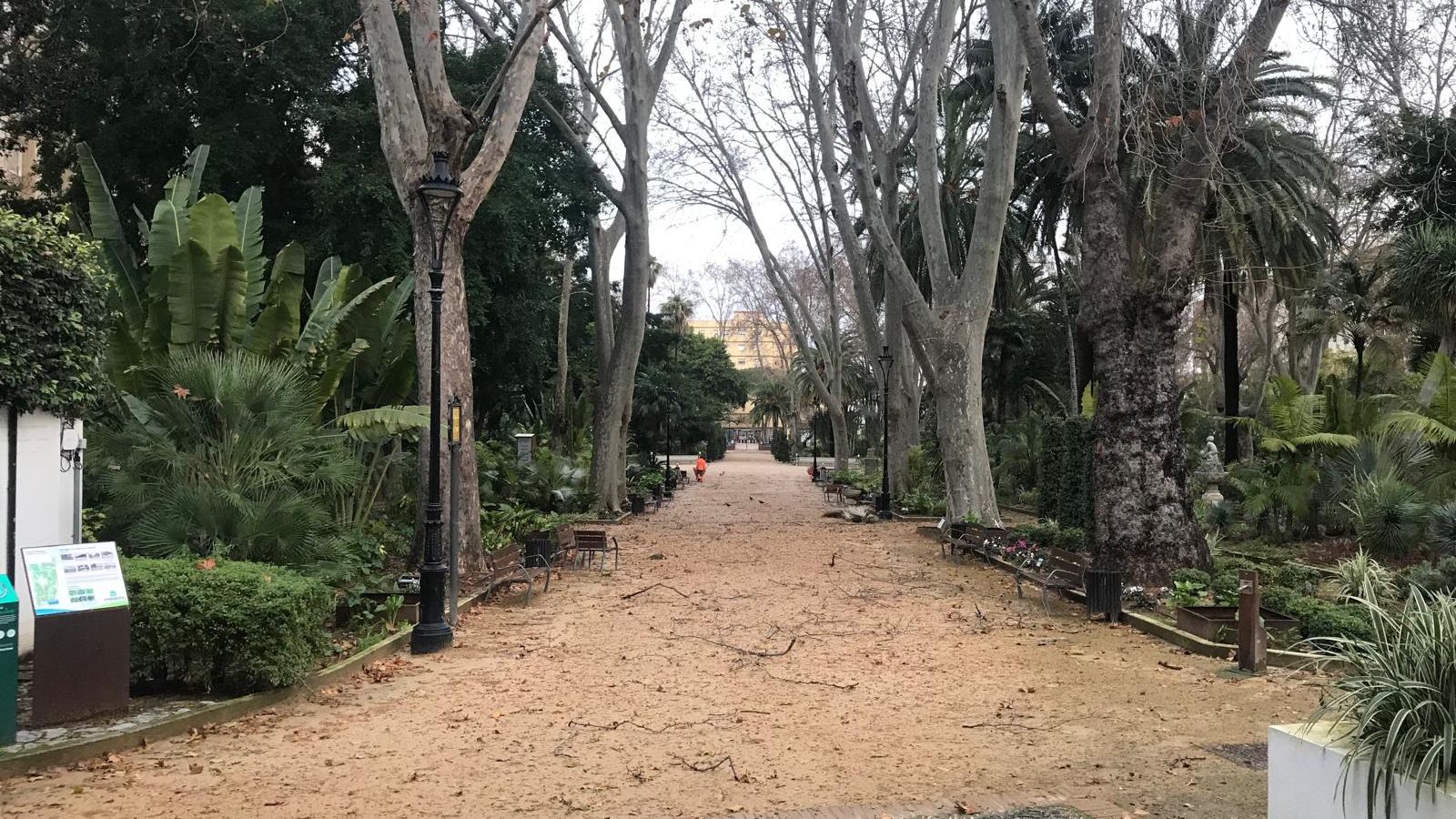 Ramas caídas en el Parque María Cristina de Algeciras este jueves.
