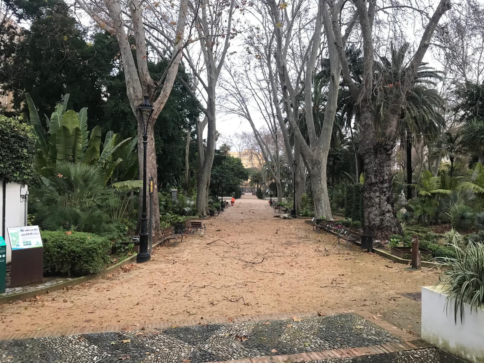 Ramas caídas en el Parque María Cristina de Algeciras este jueves.