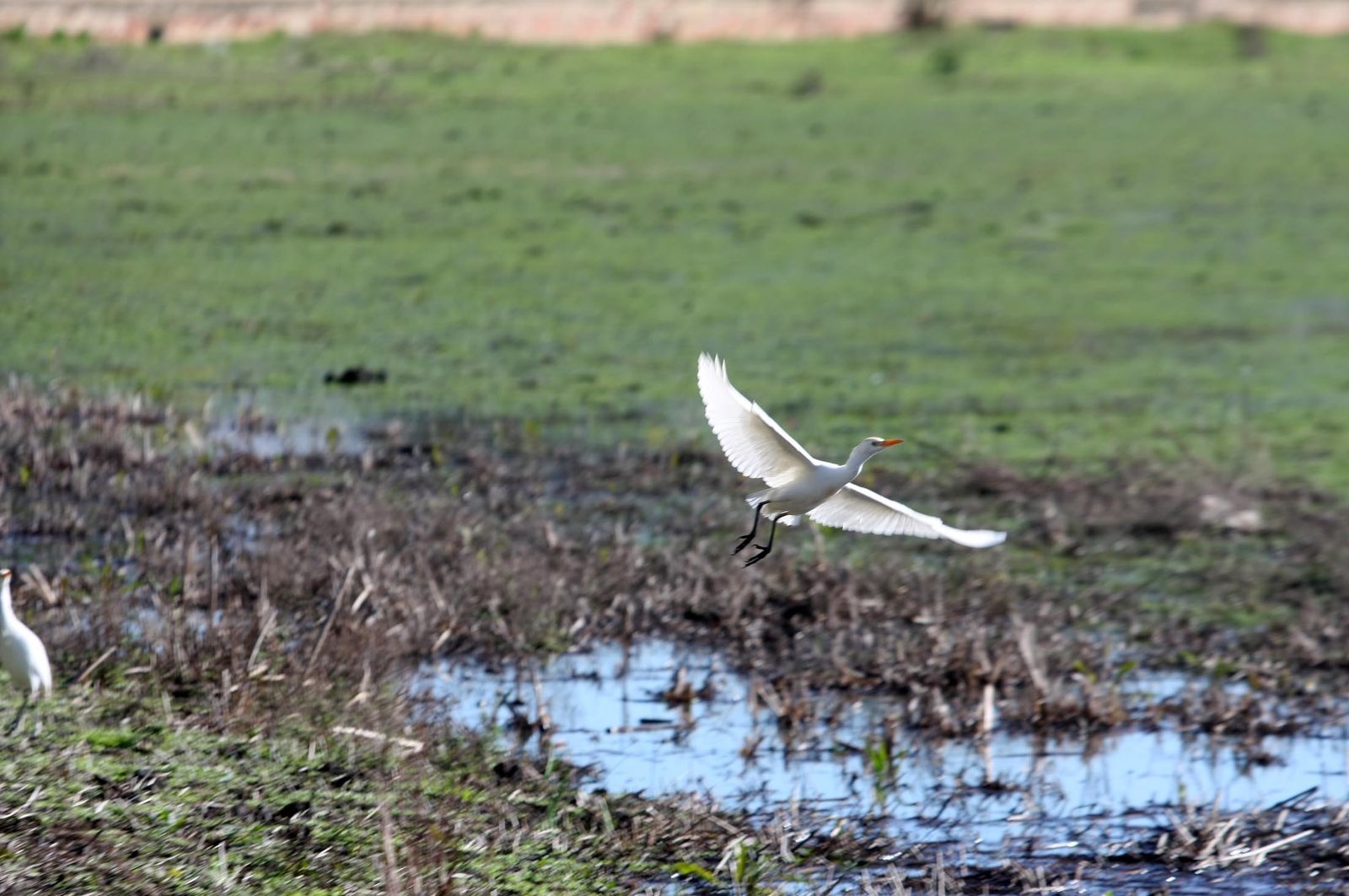 Imágenes de la marisma de El Rocío y de la laguna de El Portil tras las últimas lluvias