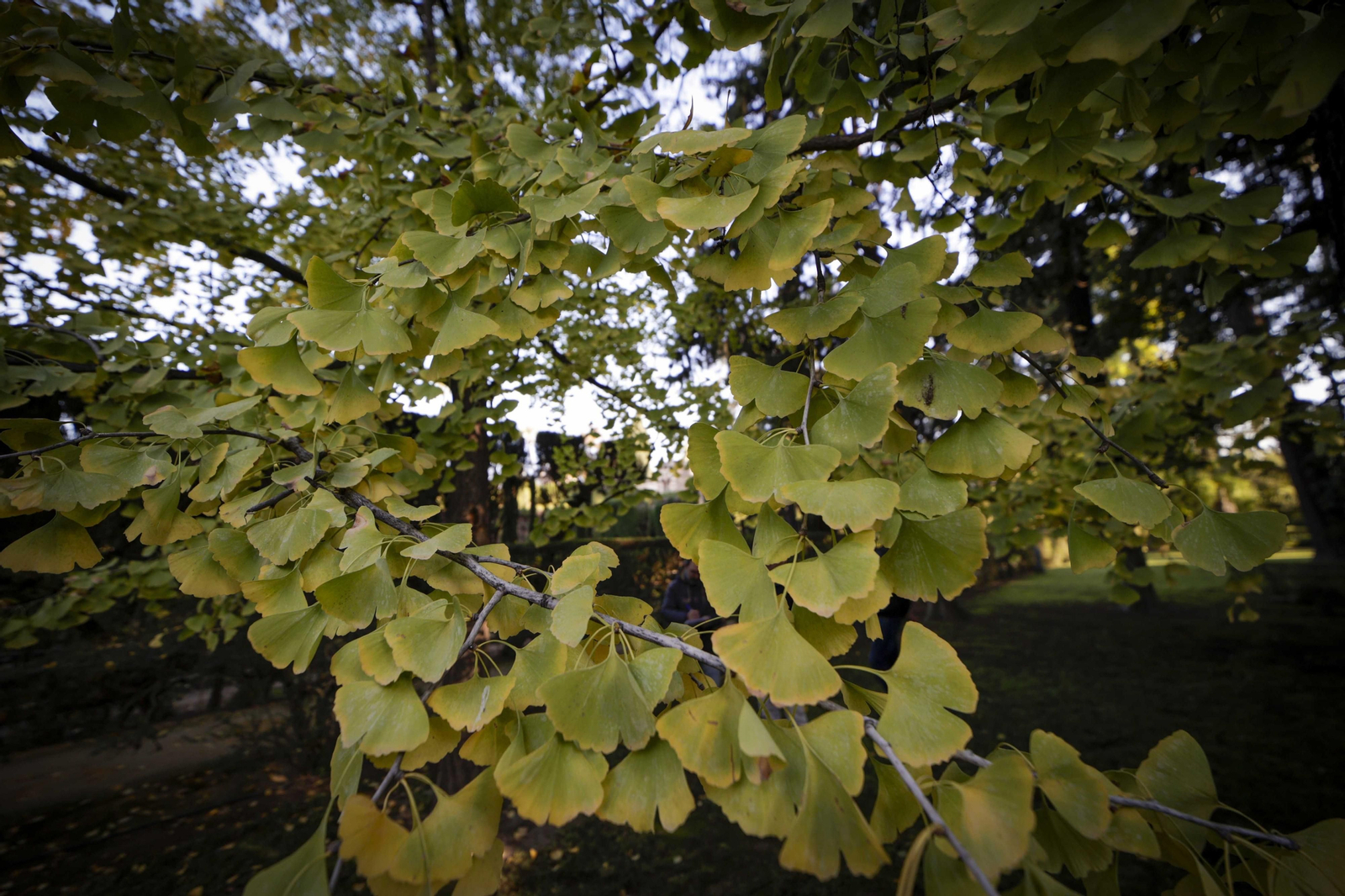 Arboles singulares del Alcazar