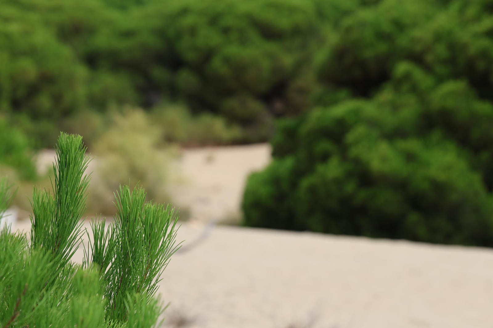 Imágenes de la diversa vegetación de las Dunas del Portil